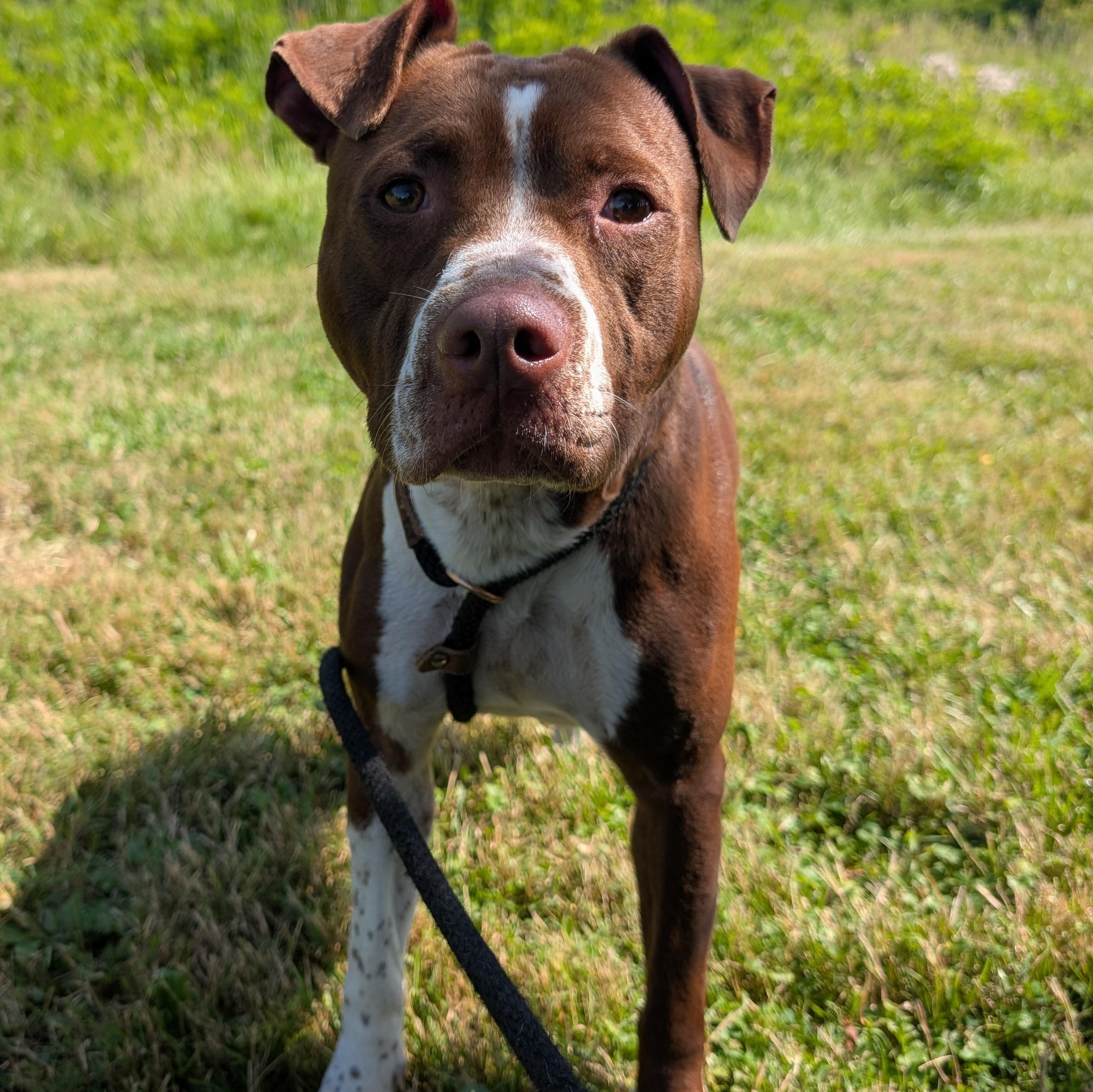 191284 LOOKING FOR OWNER, a ADOPTABLE mixed breed in Ravenna, OH image 4/6