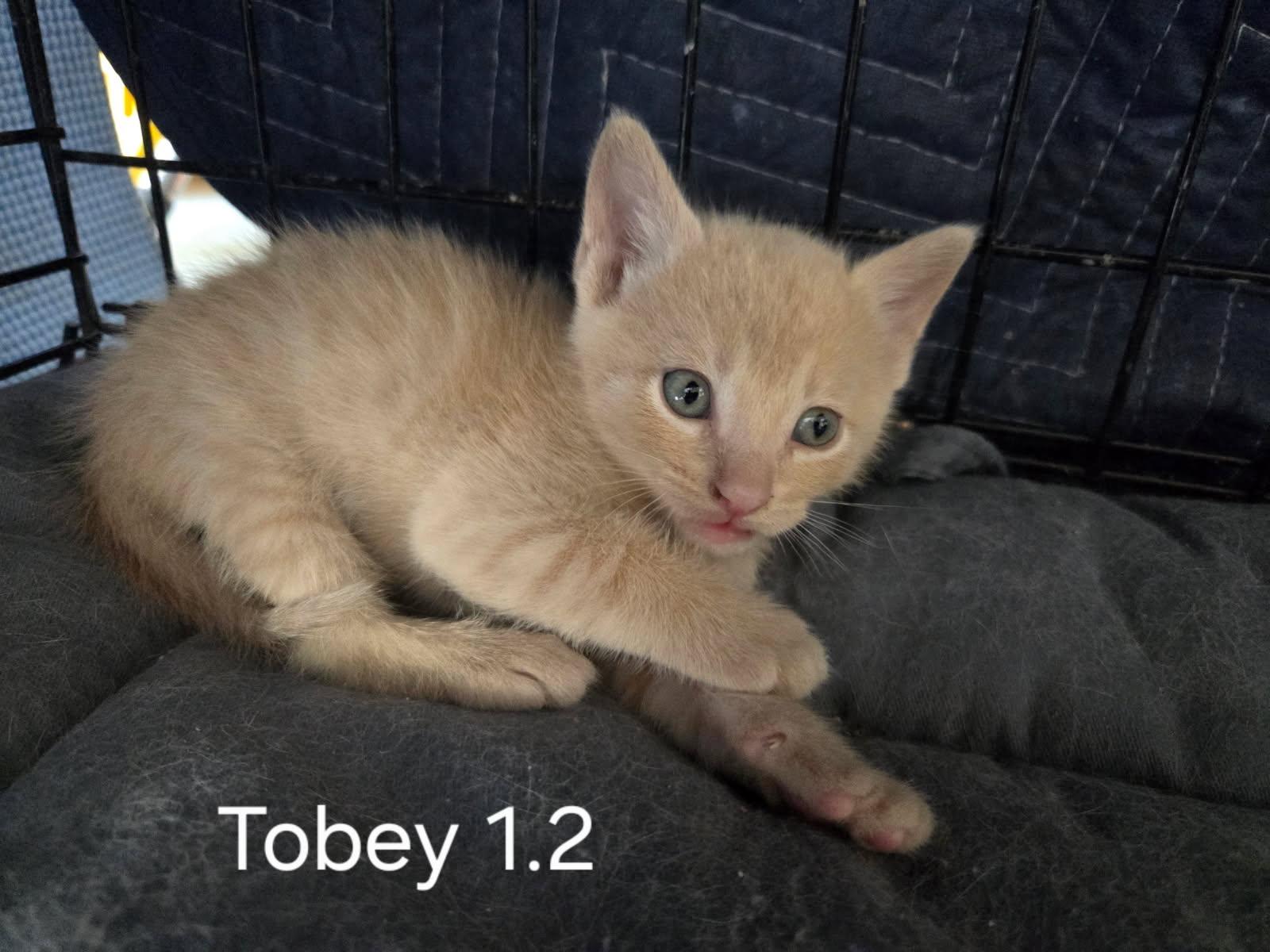 Tobey, Adopted, Kitten Male Domestic Short Hair.