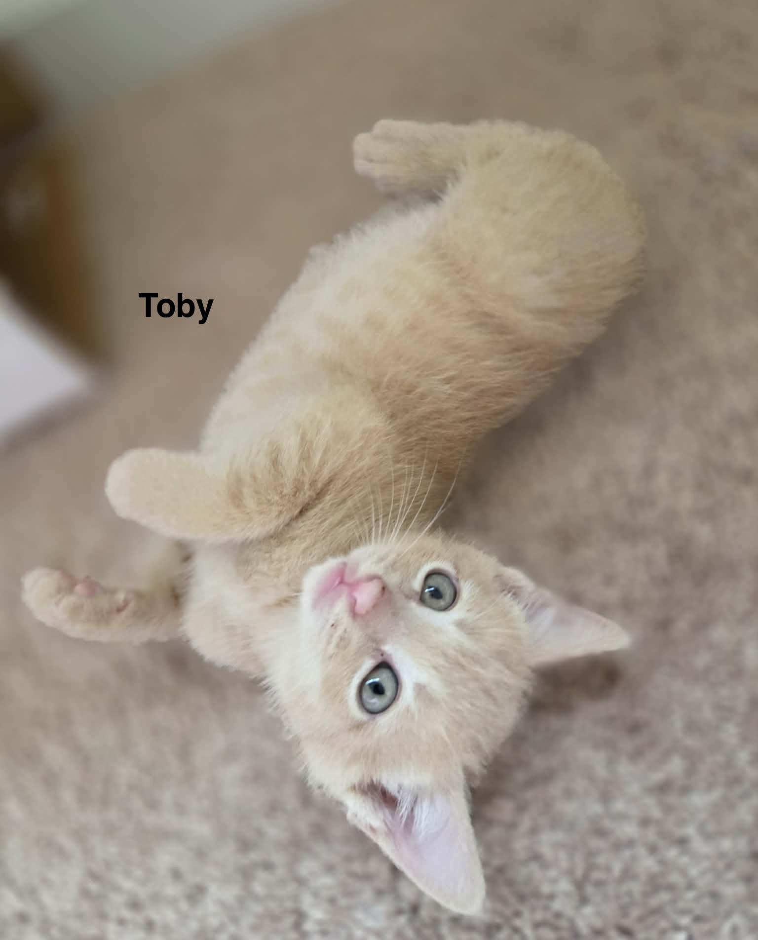 Tobey, a Adopted mixed breed in Dixon, CA image 2/5