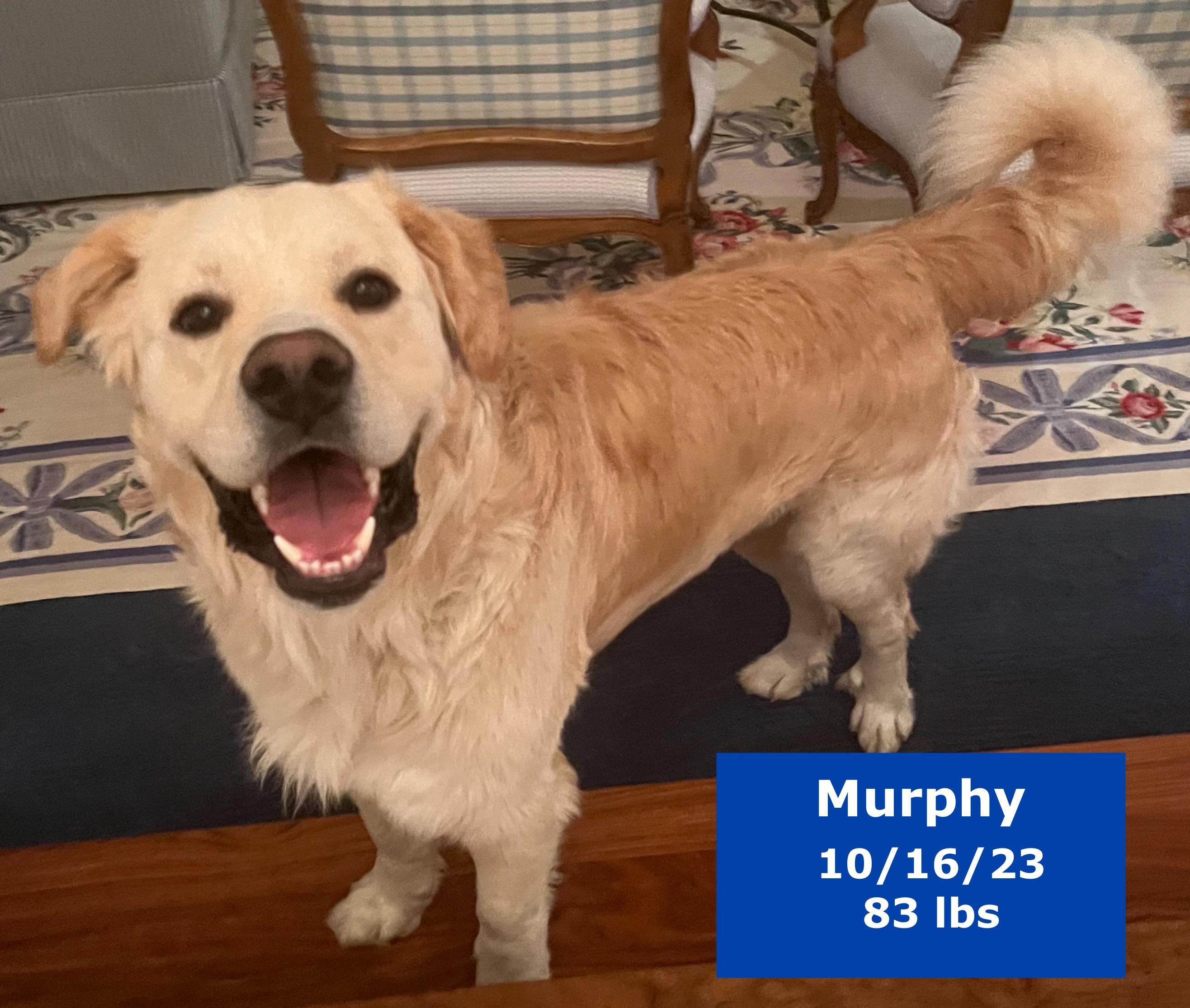 Murphy, a Adoptable mixed breed in West Hollywood, CA image 1/6