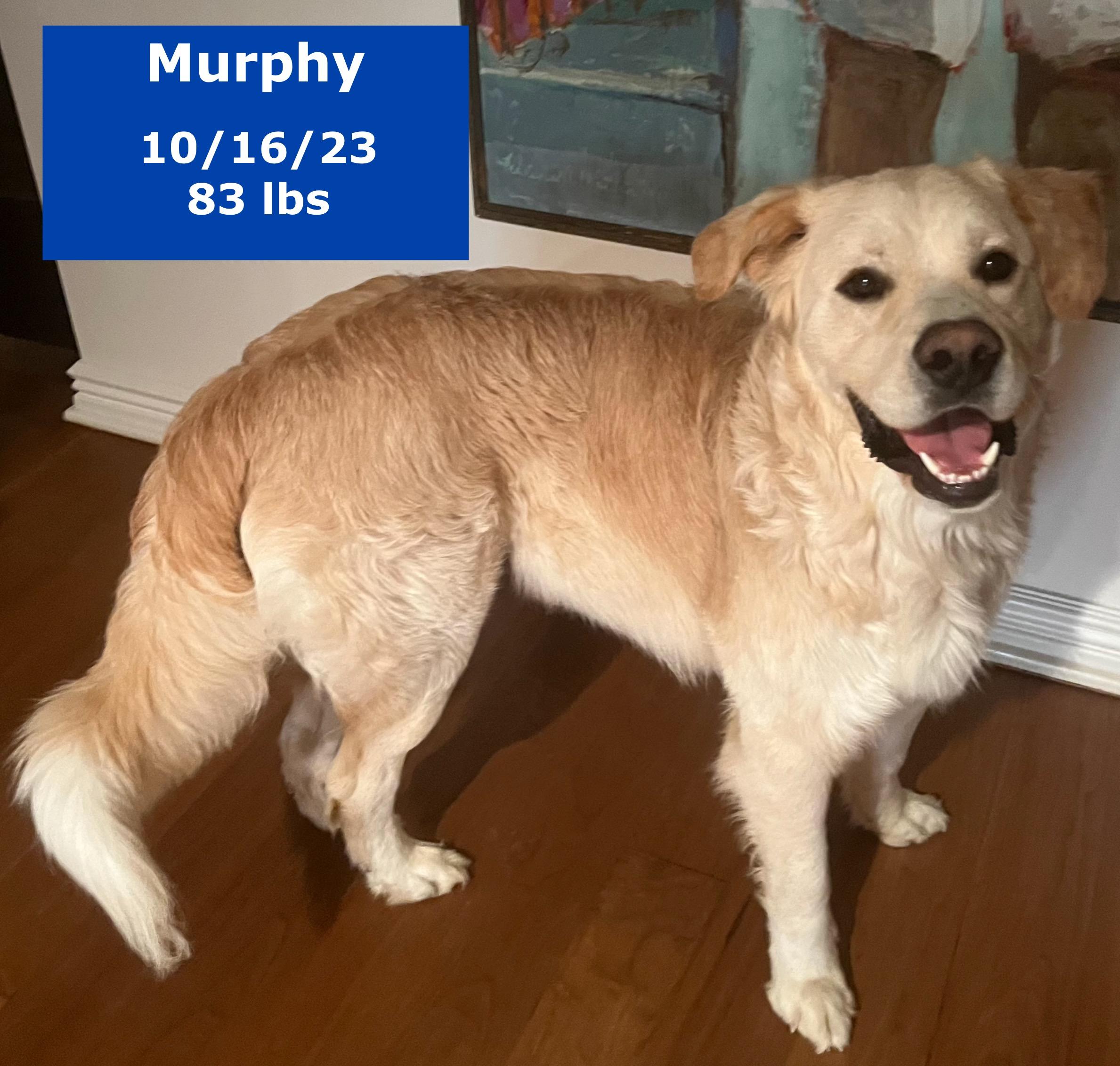 Murphy, a Adoptable mixed breed in West Hollywood, CA image 2/6