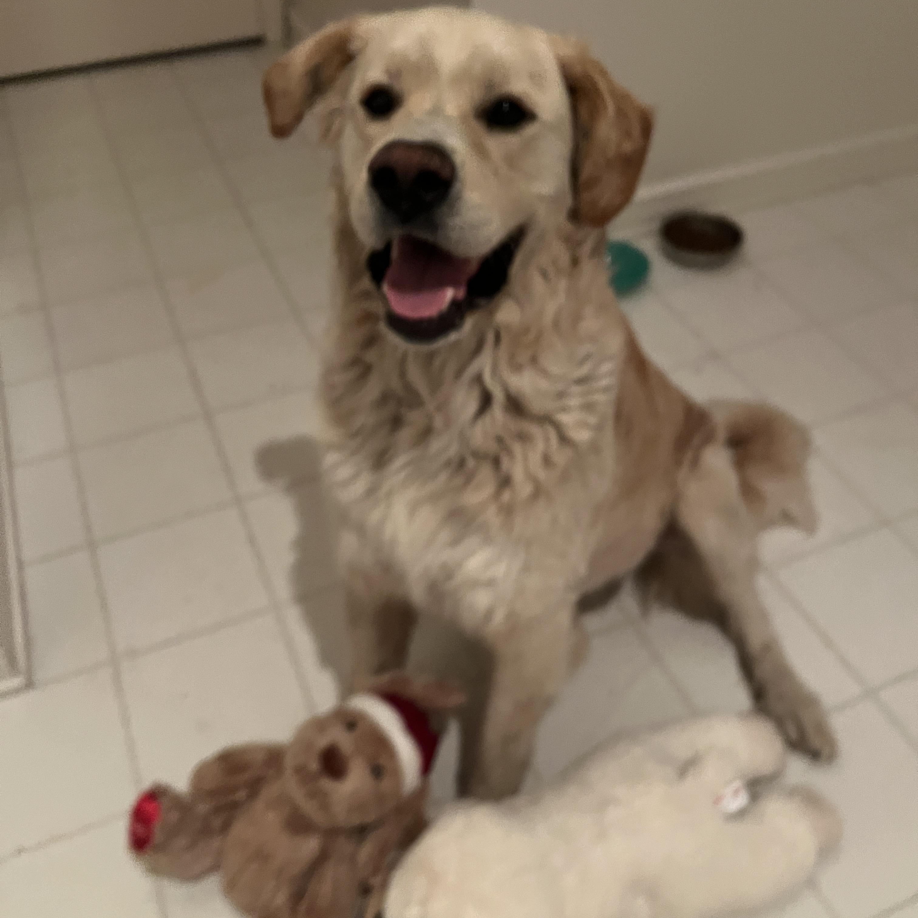 Murphy, a Adoptable mixed breed in West Hollywood, CA image 3/6