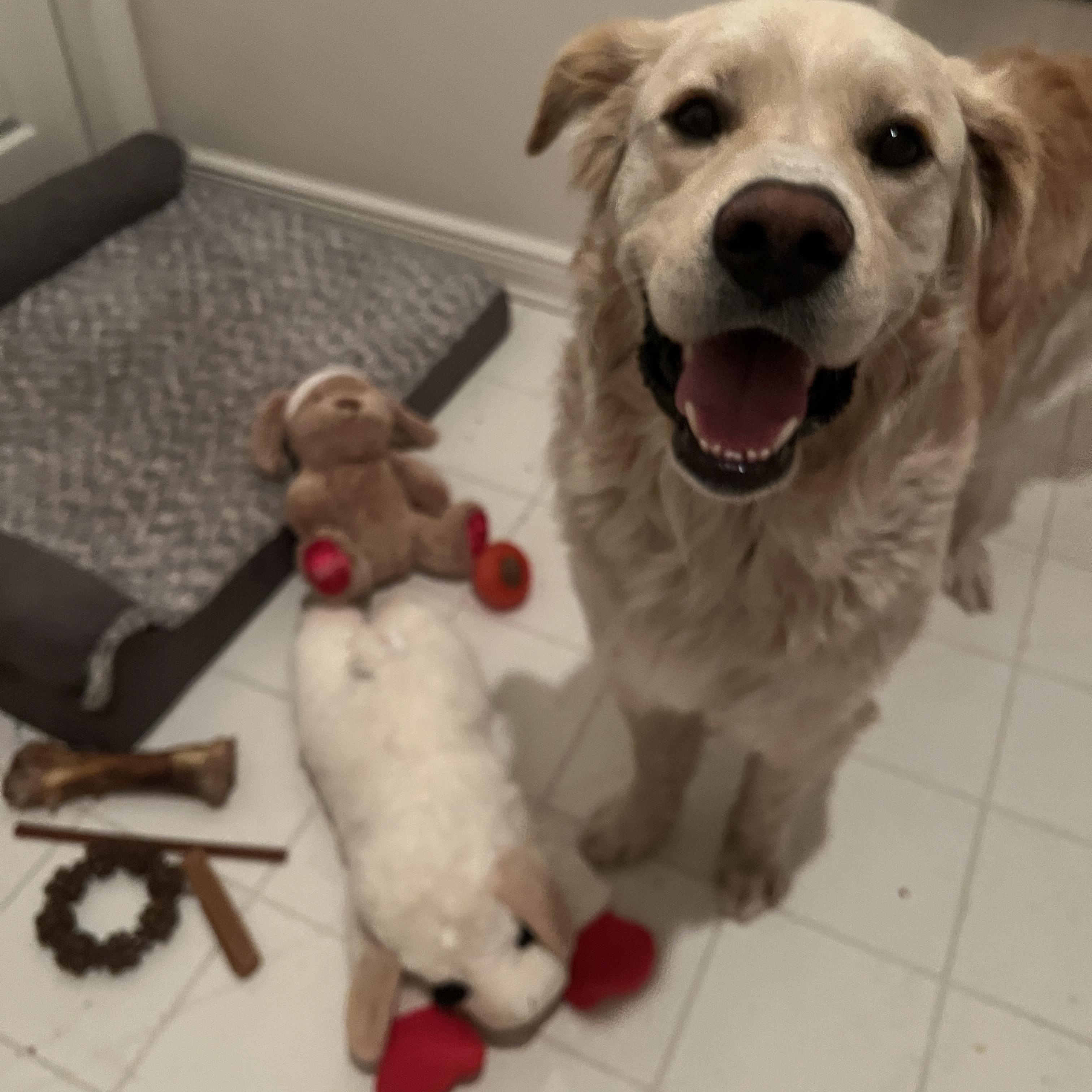 Murphy, a Adoptable mixed breed in West Hollywood, CA image 4/6