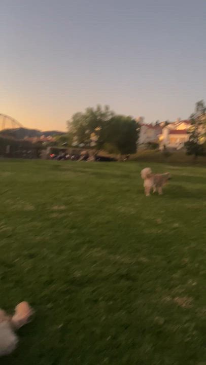 Enlarge Murphy, a Adoptable mixed breed in West Hollywood, CA video 6/6