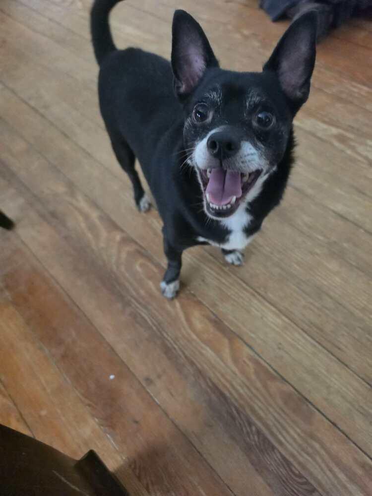 Frankie, Adoptable, Adult Male Chihuahua.