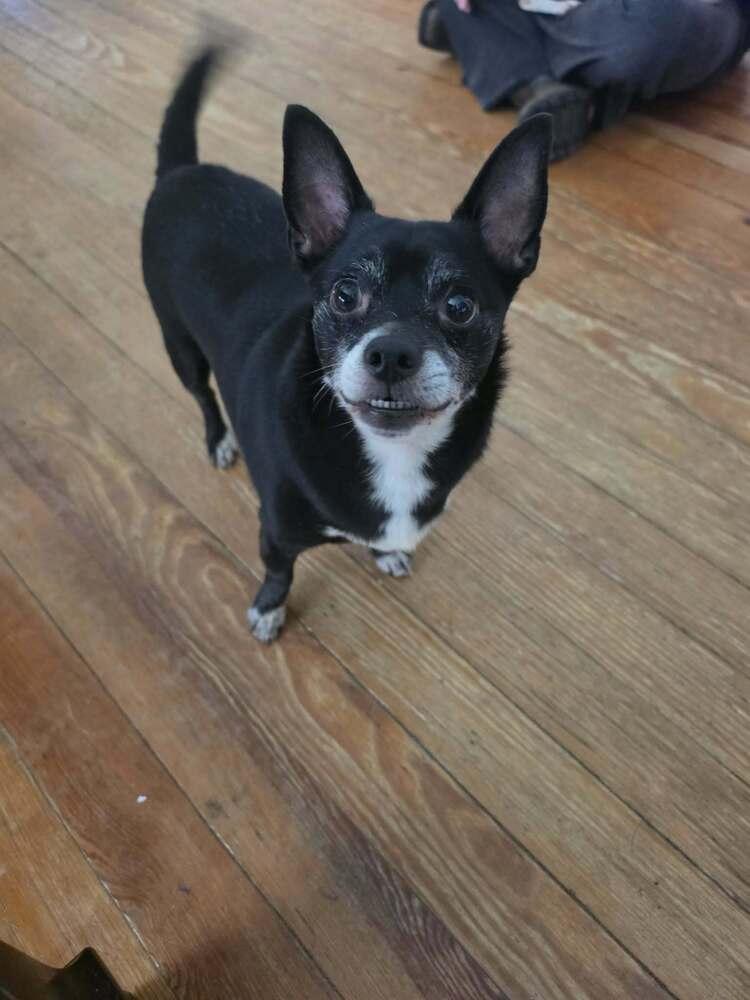 Enlarge Frankie, a Adoptable Chihuahua in Wendell, NC image 2/2