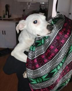 Lyra, Adoptable, Puppy Female Mixed Breed & Mixed Breed.