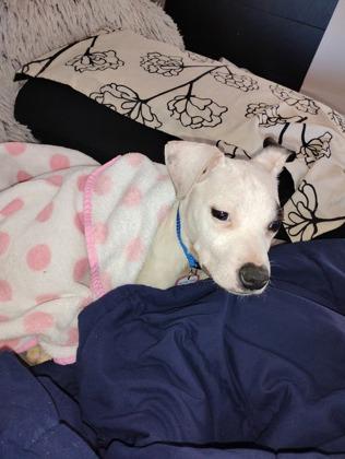 Enlarge Lyra, a Adoptable mixed breed in Washington, DC image 3/3