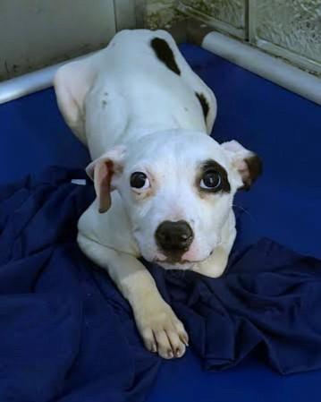 Enlarge Lyra, a Adoptable mixed breed in Washington, DC image 3/3