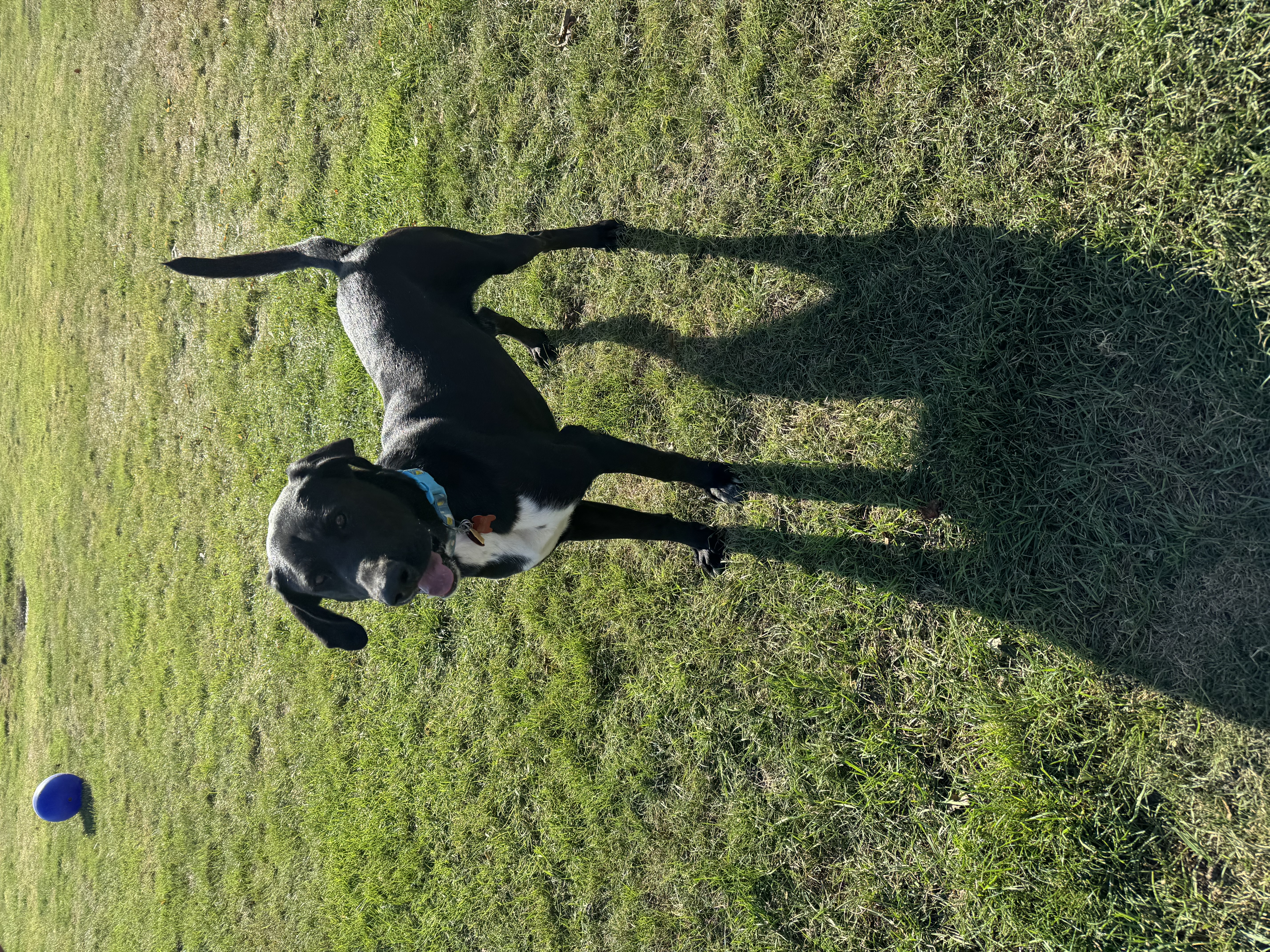 Enlarge Charles, a Adopted mixed breed in Sioux City, IA image 1/4