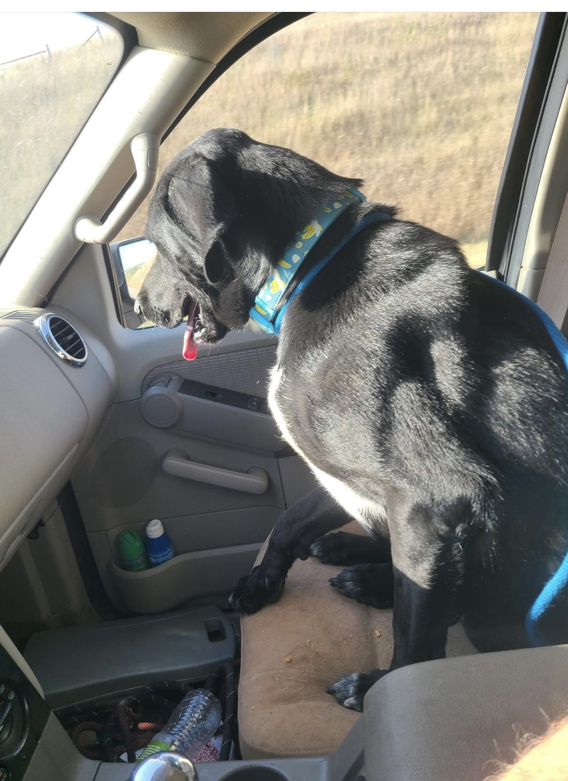 Enlarge Charles, a Adopted mixed breed in Sioux City, IA image 2/4