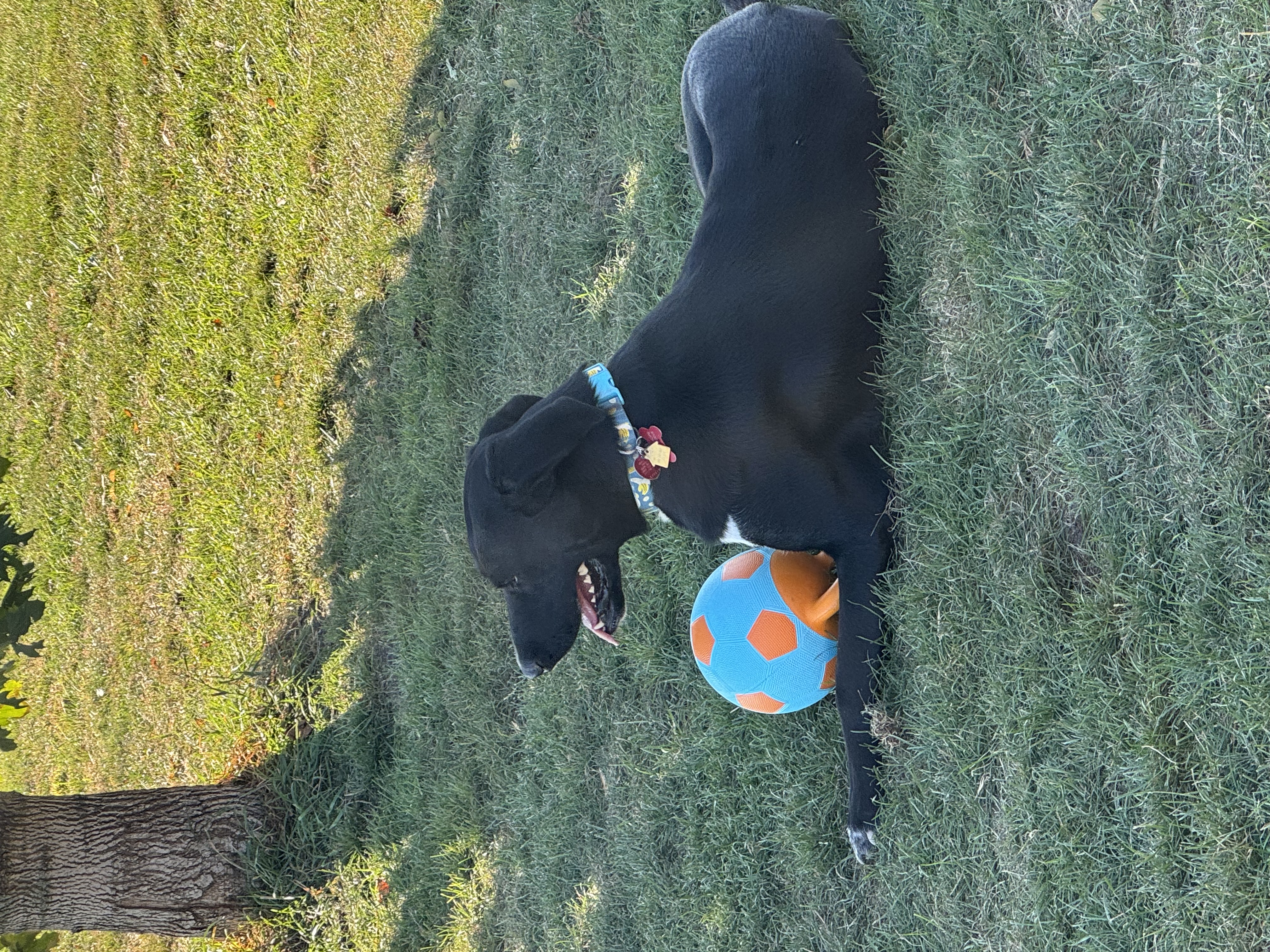 Enlarge Charles, a Adopted mixed breed in Sioux City, IA image 3/4