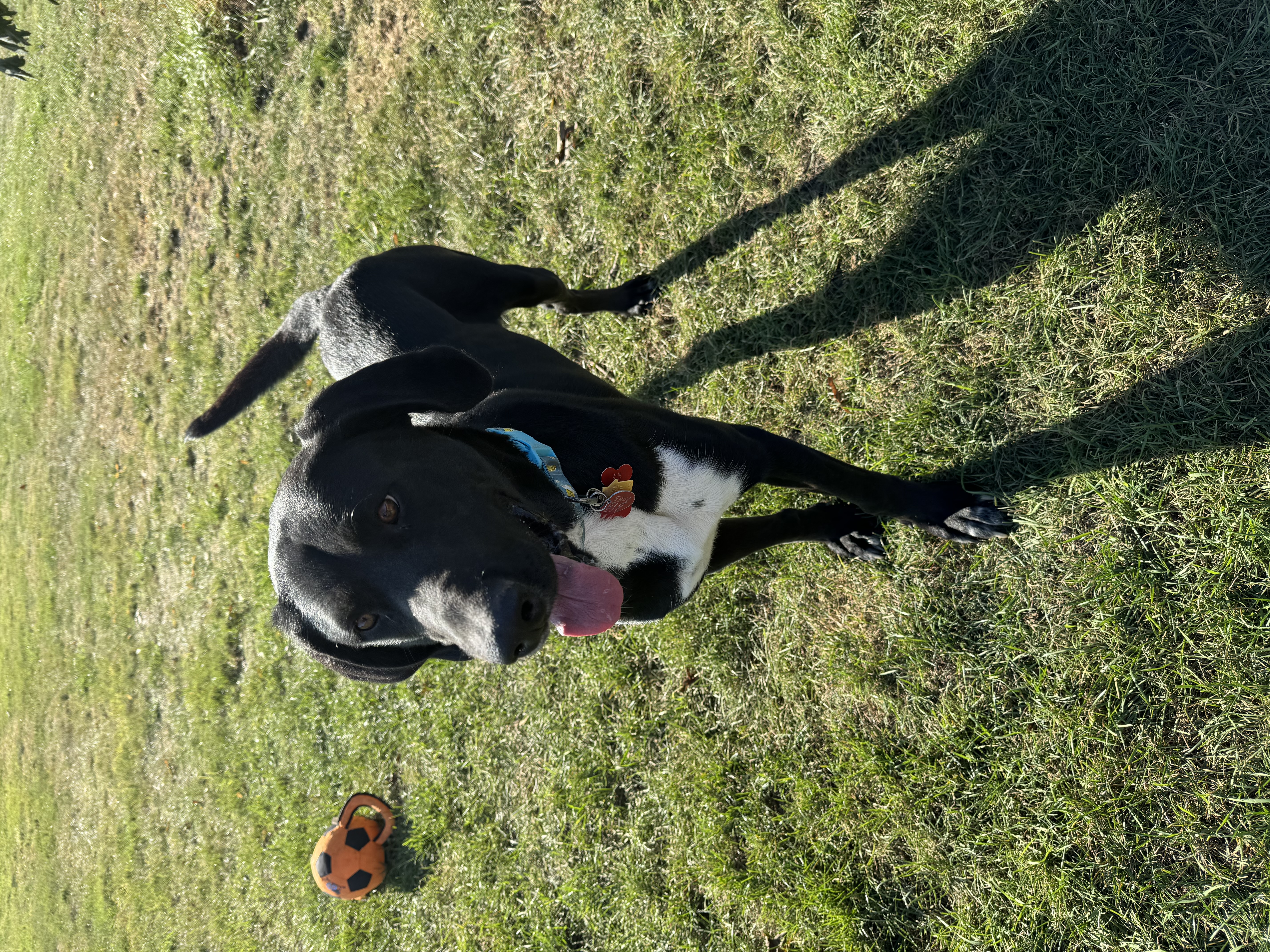 Enlarge Charles, a Adopted mixed breed in Sioux City, IA image 4/4