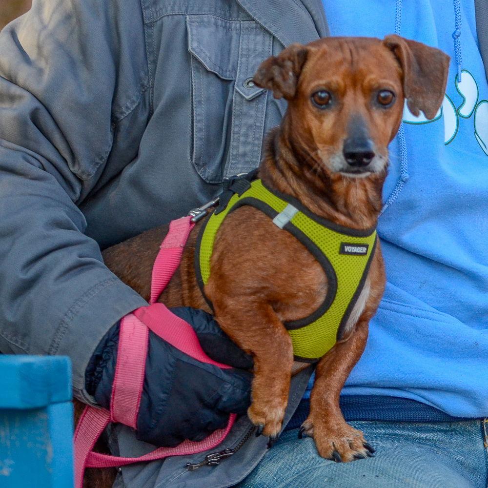 Enlarge Gus *bonded pair*, a Adoptable Dachshund in Brick, NJ image 1/3