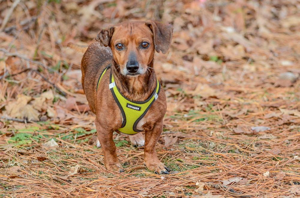 Enlarge Gus *bonded pair*, a Adoptable Dachshund in Brick, NJ image 2/3