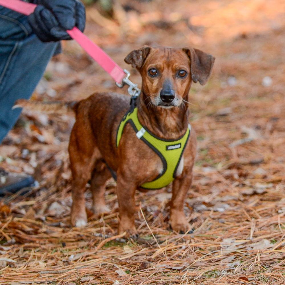 Enlarge Gus *bonded pair*, a Adoptable Dachshund in Brick, NJ image 3/3
