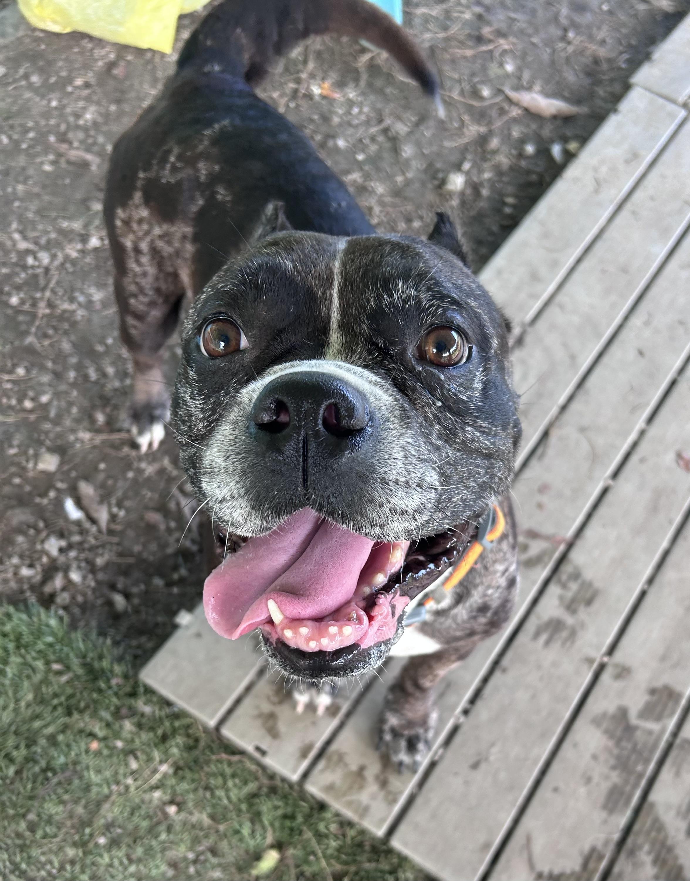 Ellie, Adult Female Pit Bull Terrier