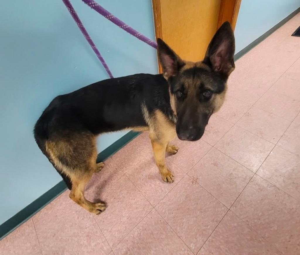 Enlarge Lucius, a Adoptable German Shepherd Dog in Wabash, IN image 1/1