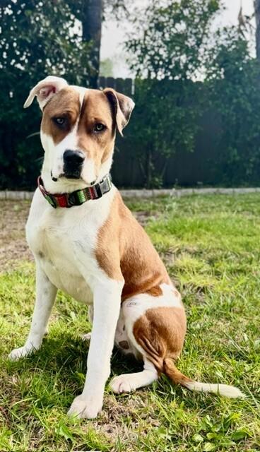 Enlarge Popeye, a Adoptable Pit Bull Terrier in Manhattan Beach, CA image 1/6