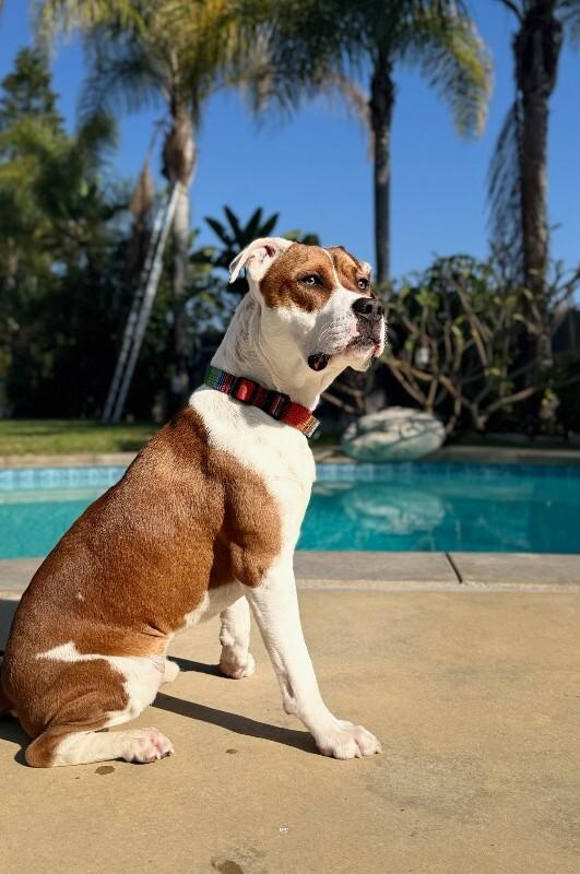 Enlarge Popeye, a Adoptable Pit Bull Terrier in Manhattan Beach, CA image 2/6