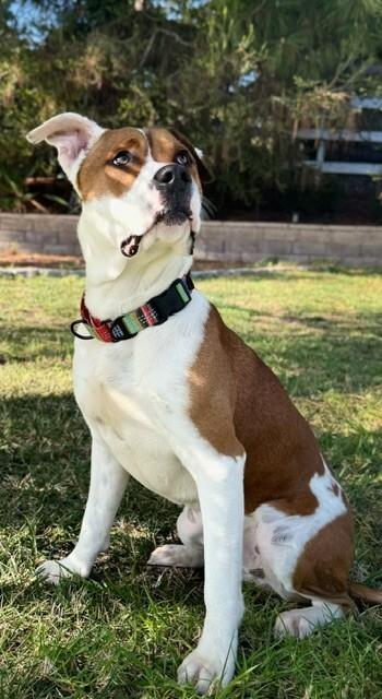 Enlarge Popeye, a Adoptable Pit Bull Terrier in Manhattan Beach, CA image 4/6