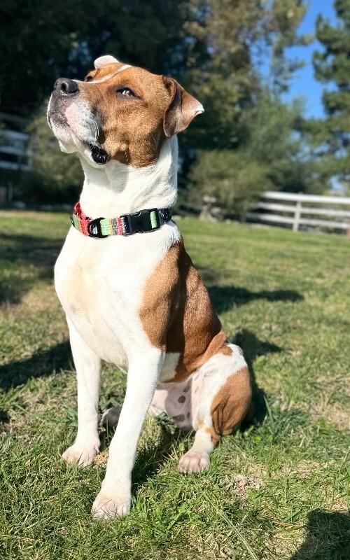 Enlarge Popeye, a Adoptable Pit Bull Terrier in Manhattan Beach, CA image 5/6