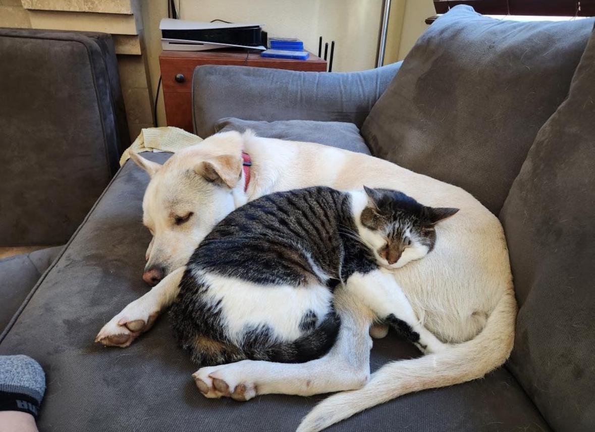 Enlarge JJ, a Adoptable German Shepherd Dog in Santee, CA image 6/6