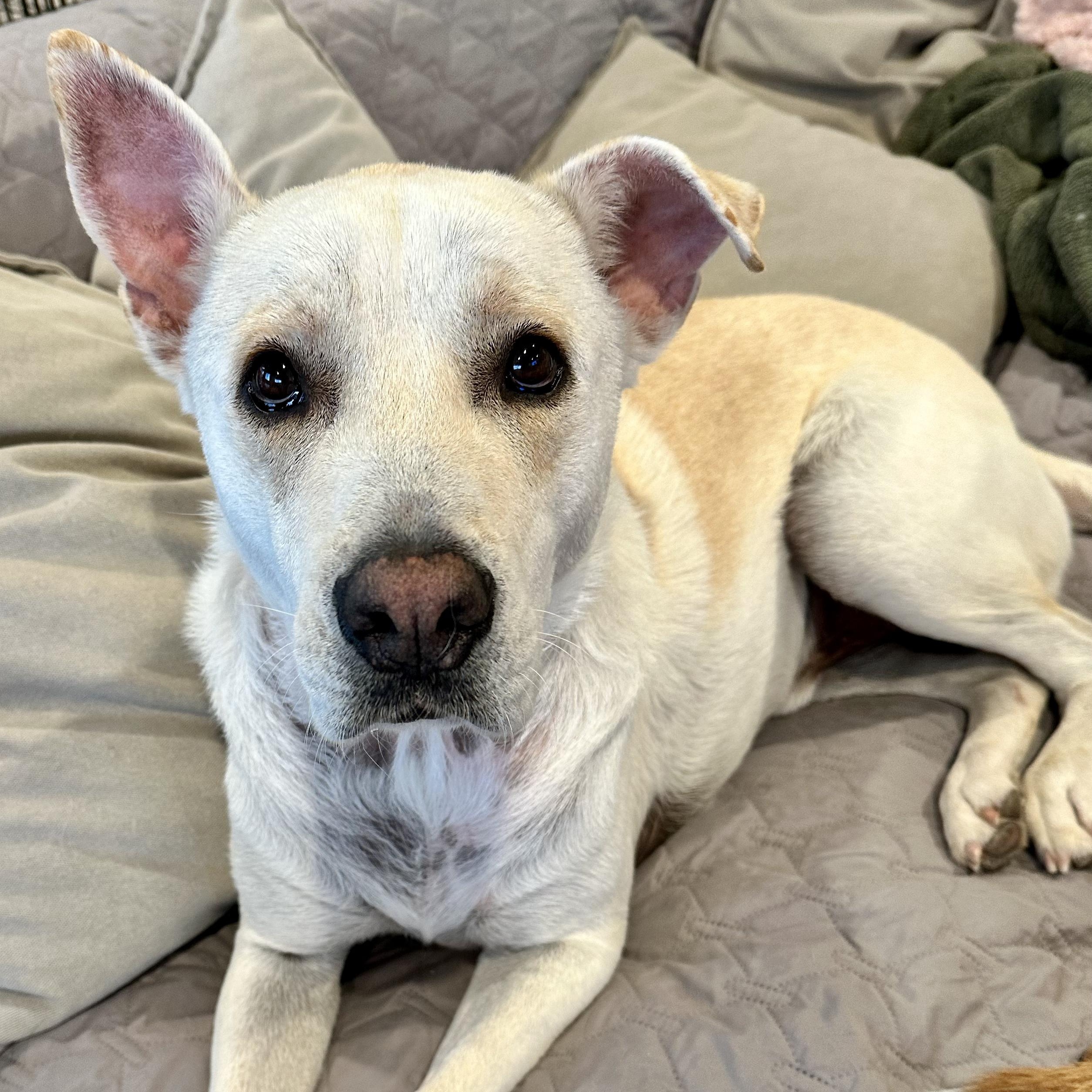Enlarge JJ, a Adoptable German Shepherd Dog in Santee, CA image 1/6