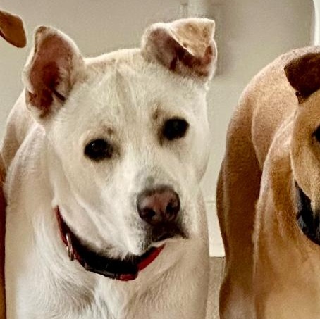 Enlarge JJ, a Adoptable German Shepherd Dog in Santee, CA image 4/6