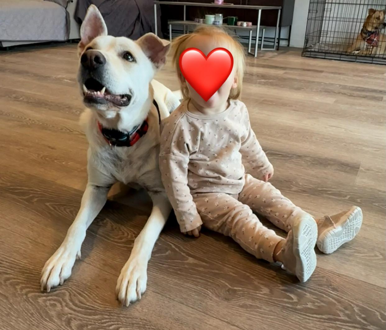 Enlarge JJ, a Adoptable German Shepherd Dog in Santee, CA image 3/6