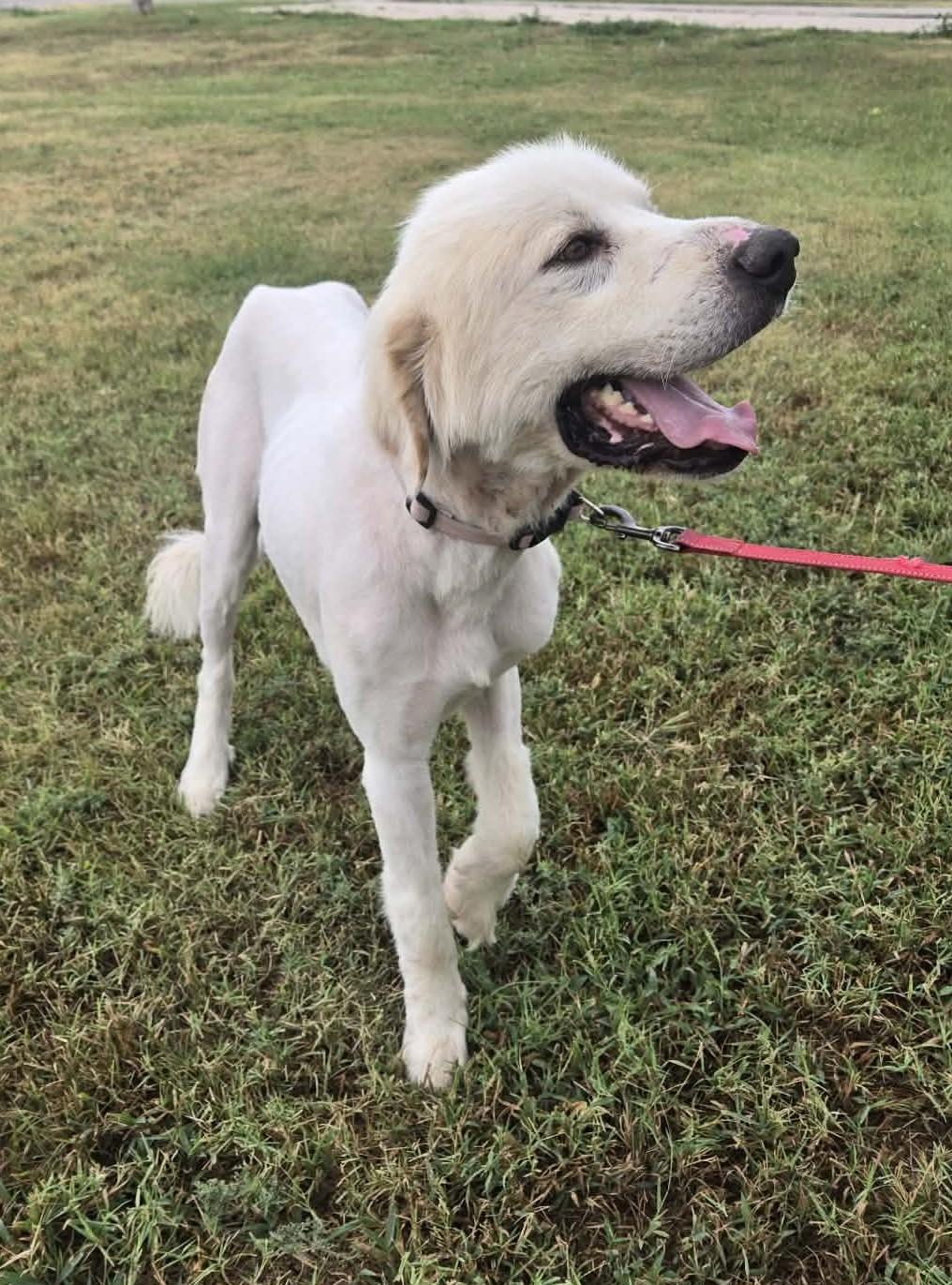 Enlarge Ernie, a Adoptable Great Pyrenees in Larned, KS image 2/4