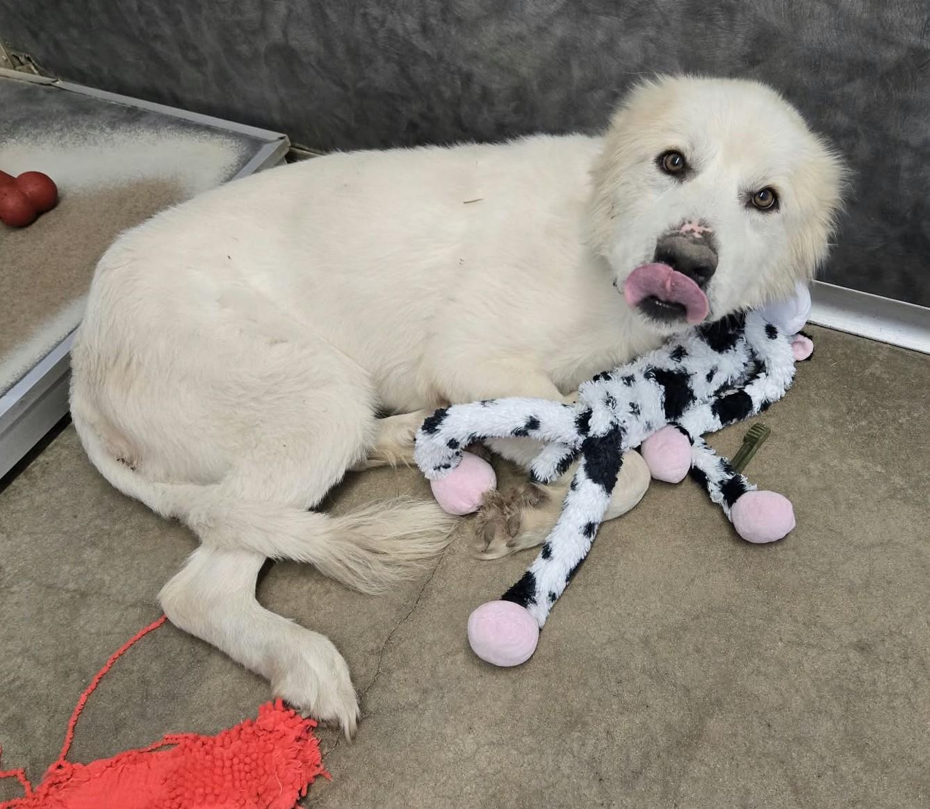 Enlarge Ernie, a Adoptable Great Pyrenees in Larned, KS image 4/4