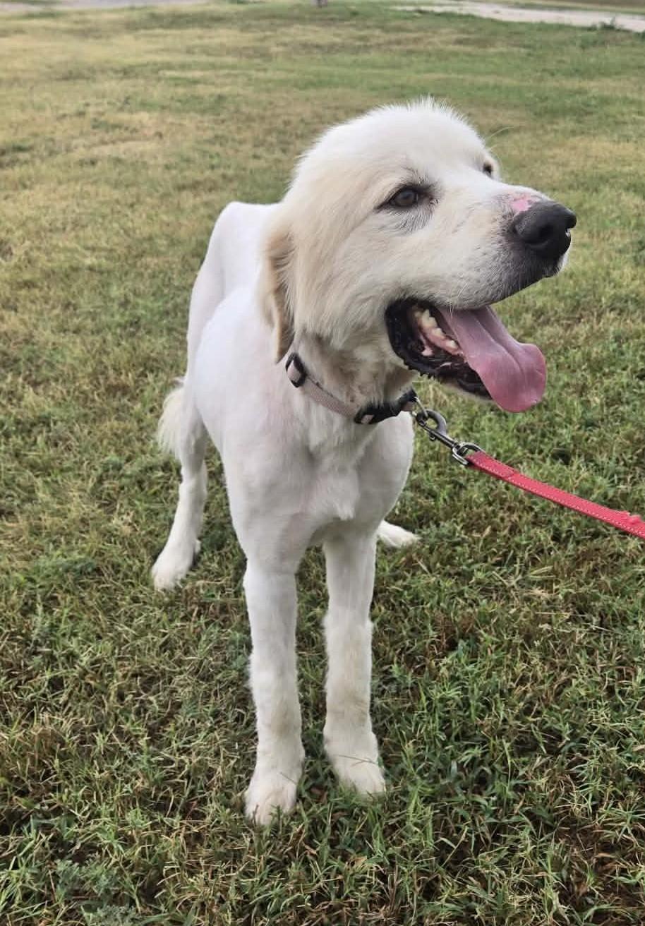 Enlarge Ernie, a Adoptable Great Pyrenees in Larned, KS image 3/4