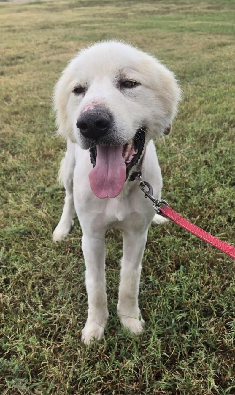 Enlarge Ernie, a Adoptable Great Pyrenees in Larned, KS image 1/4