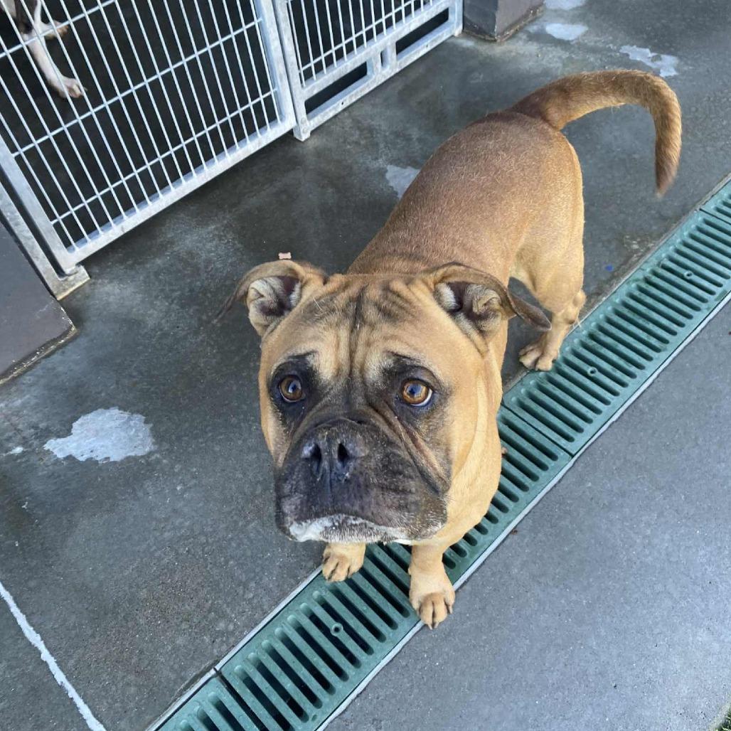 Enlarge Kurt, a Adoptable English Bulldog in Hannibal, MO image 1/4