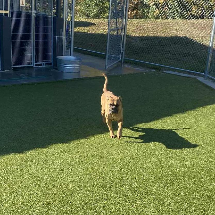 Enlarge Kurt, a Adoptable English Bulldog in Hannibal, MO image 2/4