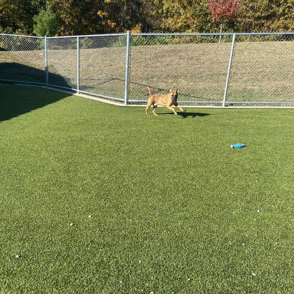 Enlarge Kurt, a Adoptable English Bulldog in Hannibal, MO image 3/4