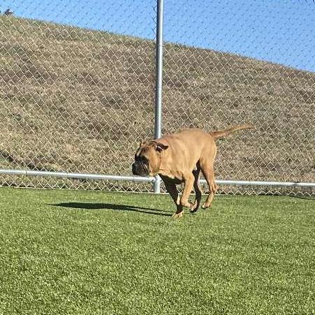 Enlarge Kurt, a Adoptable English Bulldog in Hannibal, MO image 4/4