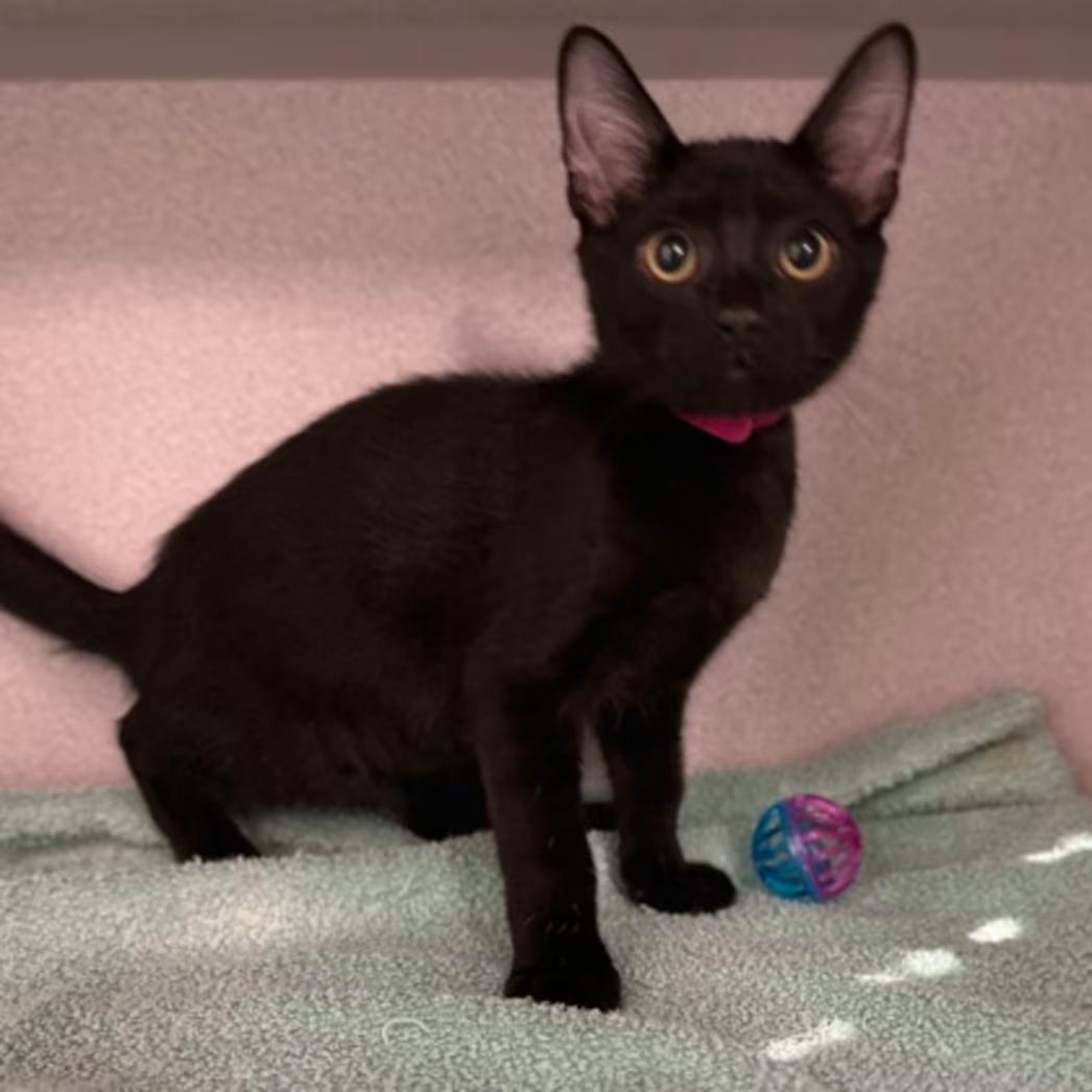Enlarge -Oscar, an adopted mixed breed in Red Bluff, CA image 2/2