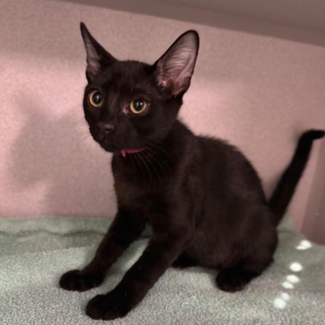 Enlarge -Oscar, an adopted mixed breed in Red Bluff, CA image 1/2