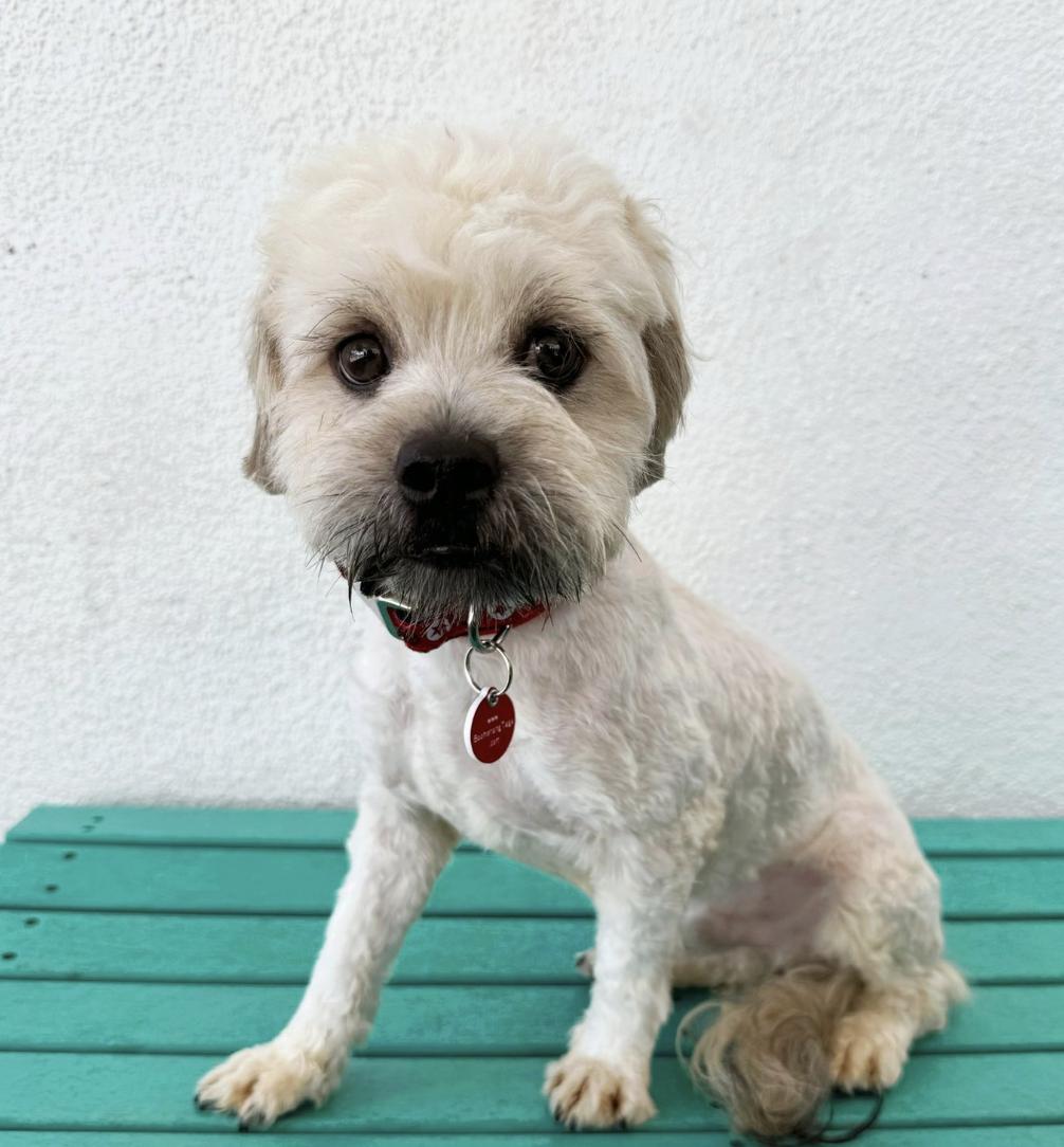 Hendrix, an adoptable Maltipoo in Los Angeles, CA, 90064 | Photo Image 1