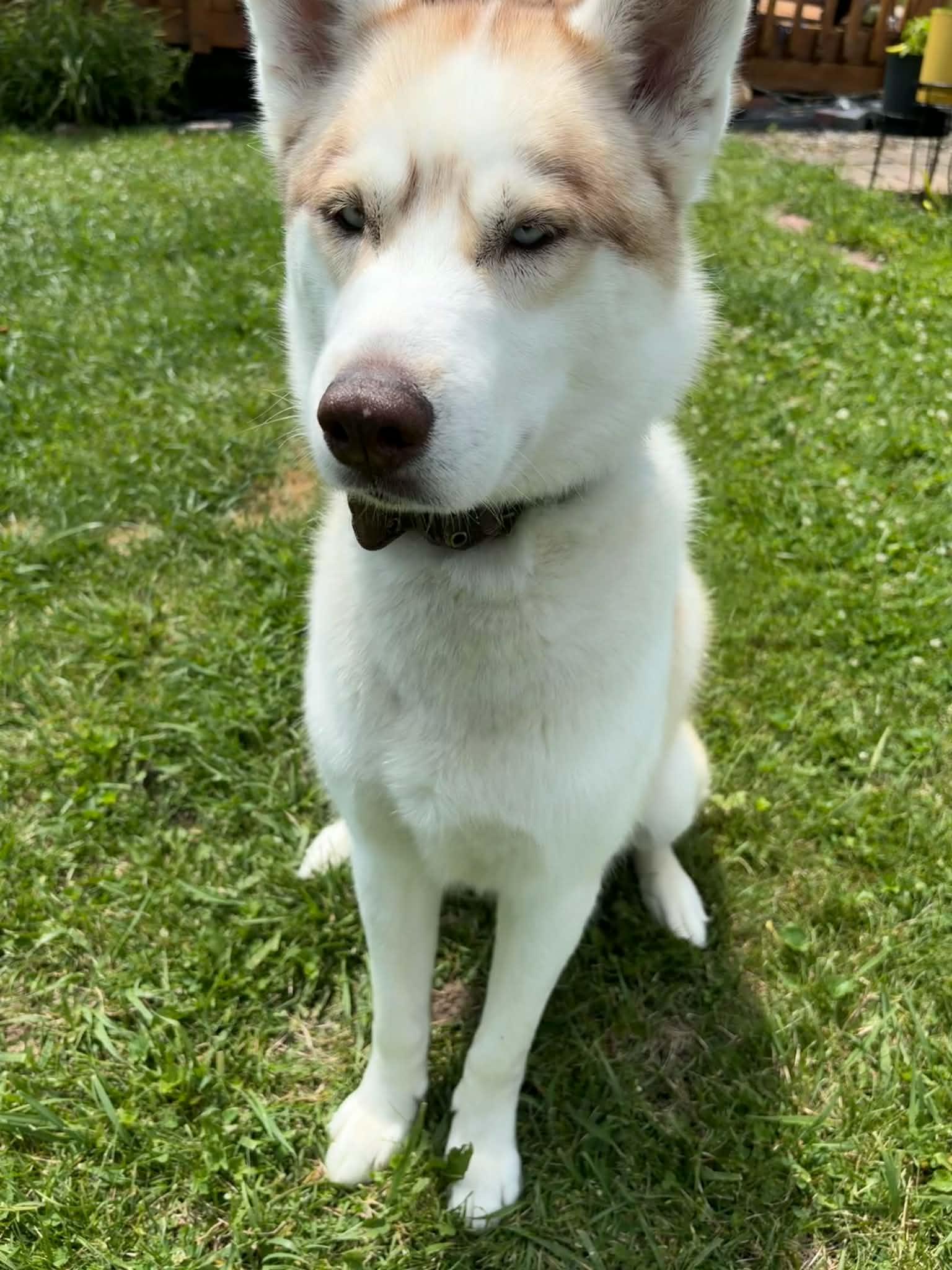 Enlarge Sega, a ADOPTABLE mixed breed in Farmington, MI image 4/4