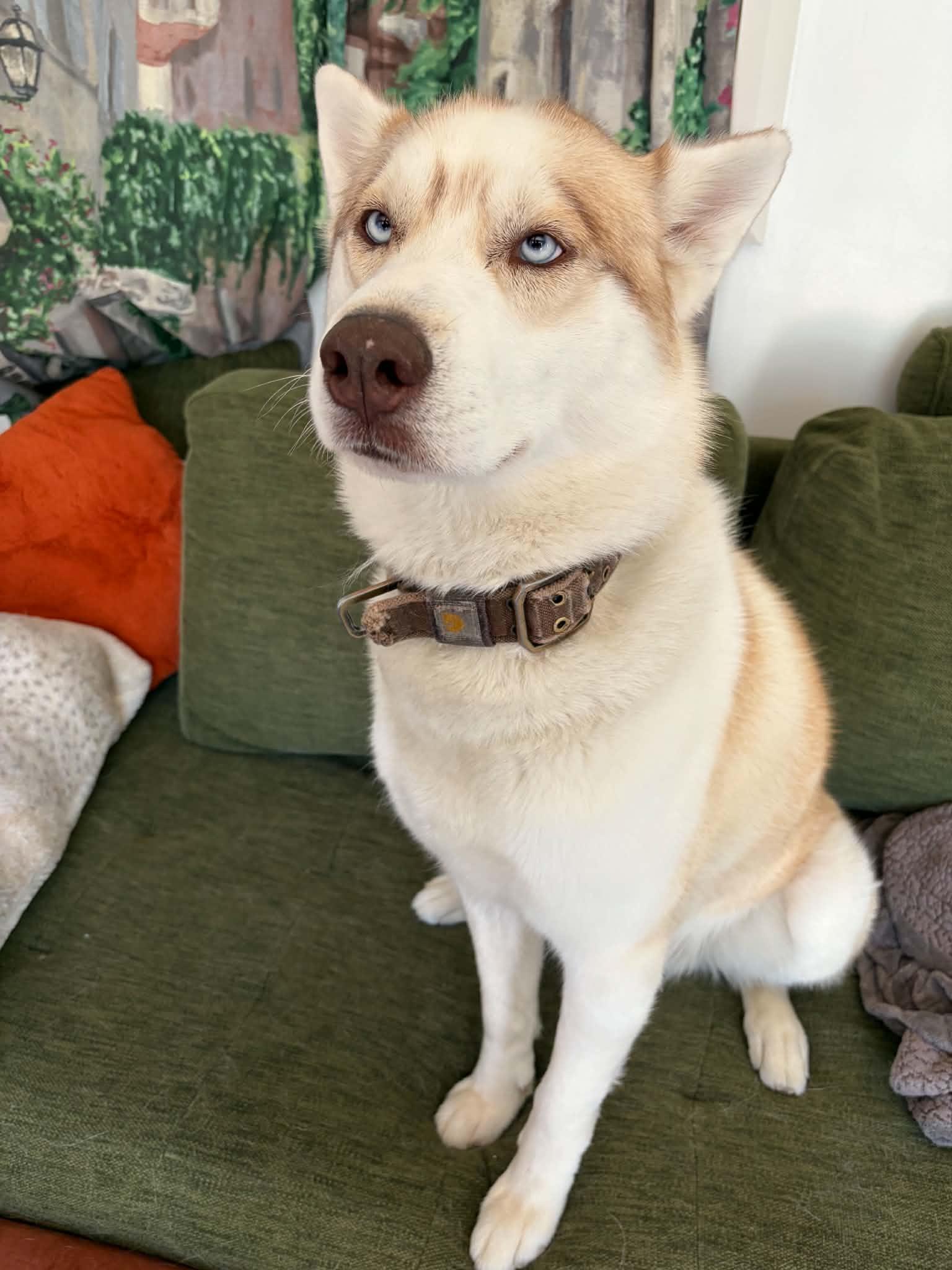 Enlarge Sega, a ADOPTABLE mixed breed in Farmington, MI image 1/4