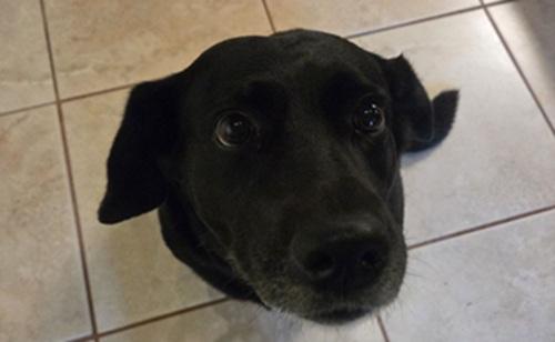 Enlarge Juno #4, a ADOPTABLE mixed breed in Killingworth, CT image 3/5