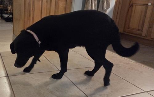 Enlarge Juno #4, a ADOPTABLE mixed breed in Killingworth, CT image 4/5