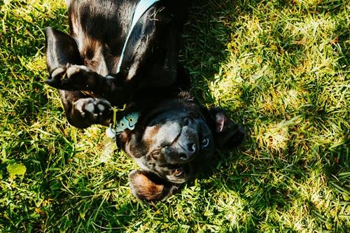 Enlarge Juno #4, a ADOPTABLE mixed breed in Killingworth, CT image 2/5