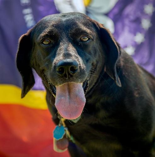 Juno #4, ADOPTABLE, Adult Female Black Labrador Retriever.