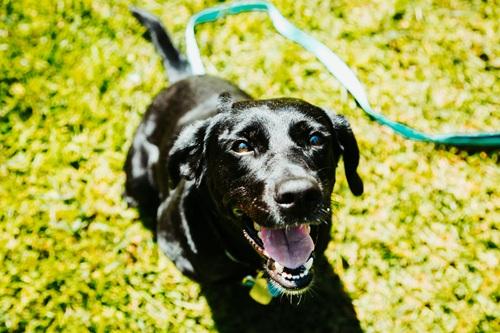 Enlarge Juno #4, a ADOPTABLE mixed breed in Killingworth, CT image 5/5