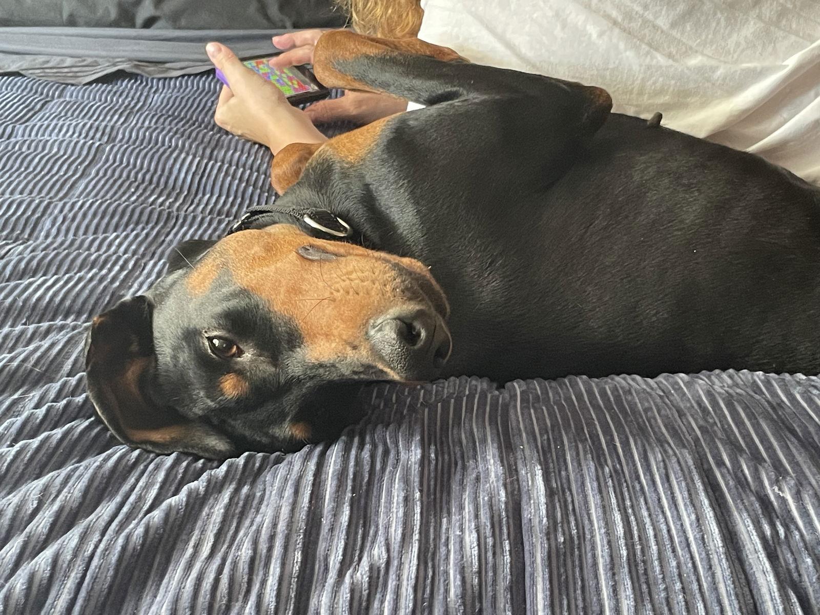 Della, Adopted, Adult Female Doberman Pinscher.