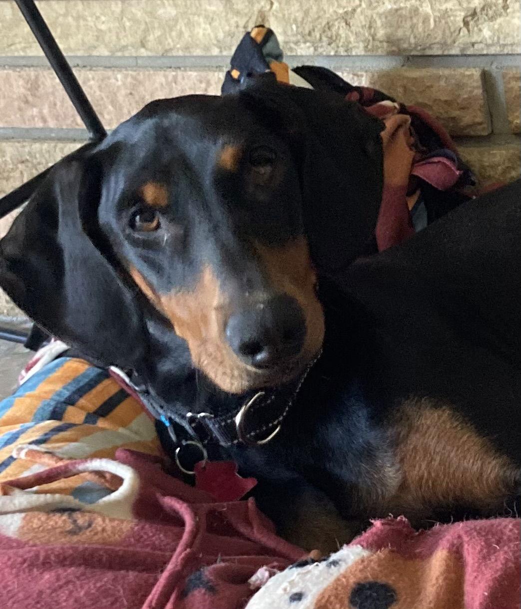 Della, a Adopted Doberman Pinscher in Minneapolis, MN image 2/3